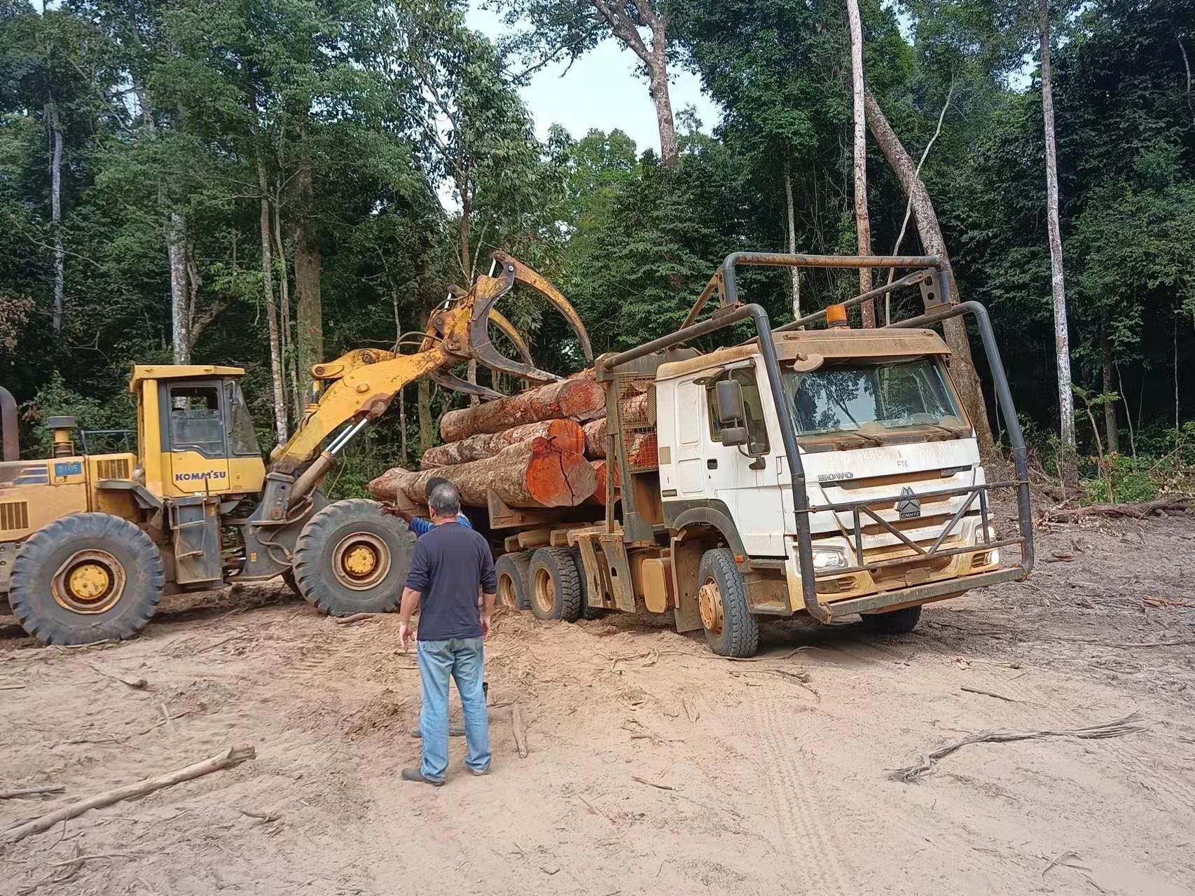 Grumes chargées par un camion à grumes SINOTRUK HOWO dans un parc à grumes forestier